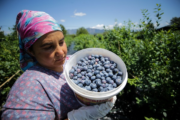 Foto - Bu meyve saksılarda üretiliyor! Dünyanın dört bir yanından talep yağıyor