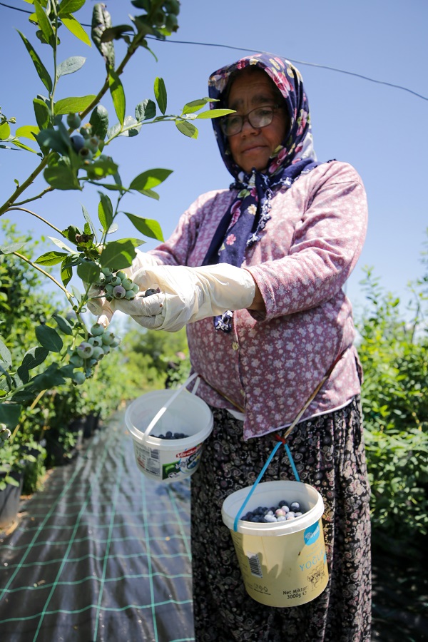 Foto - Bu meyve saksılarda üretiliyor! Dünyanın dört bir yanından talep yağıyor