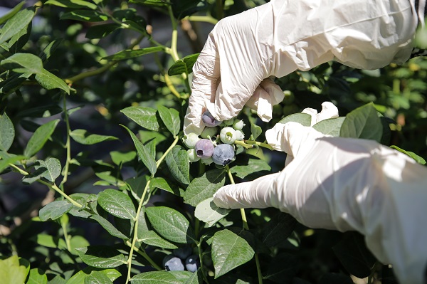 Foto - Bu meyve saksılarda üretiliyor! Dünyanın dört bir yanından talep yağıyor