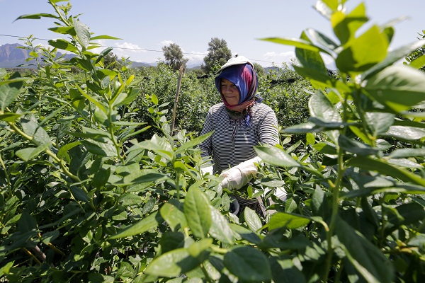 Foto - Bu meyve saksılarda üretiliyor! Dünyanın dört bir yanından talep yağıyor