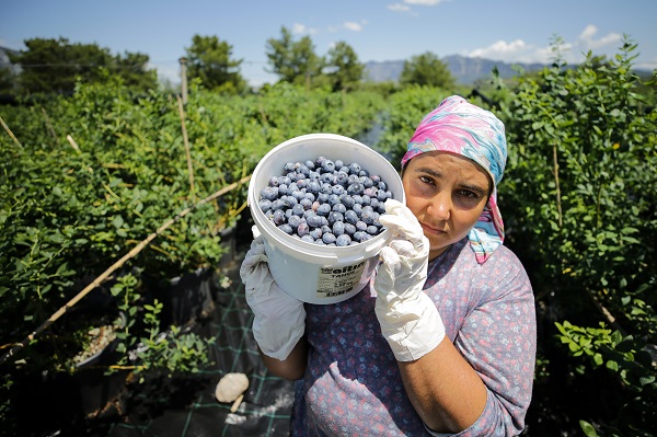Foto - Bu meyve saksılarda üretiliyor! Dünyanın dört bir yanından talep yağıyor