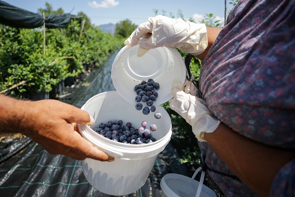 Foto - Bu meyve saksılarda üretiliyor! Dünyanın dört bir yanından talep yağıyor
