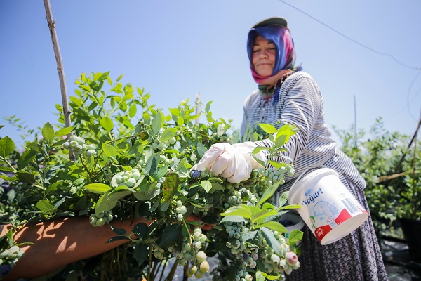 Foto - Bu meyve saksılarda üretiliyor! Dünyanın dört bir yanından talep yağıyor