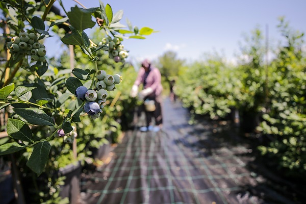 Foto - Bu meyve saksılarda üretiliyor! Dünyanın dört bir yanından talep yağıyor