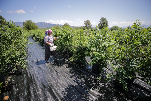 Foto - Bu meyve saksılarda üretiliyor! Dünyanın dört bir yanından talep yağıyor