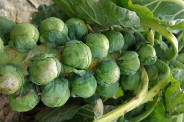 Foto - Bu meyve ve sebzeler her derde deva!