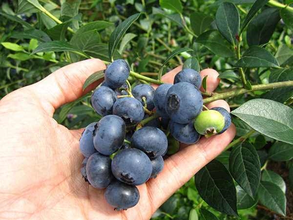 Foto - Bu meyveler bel inceltiyor