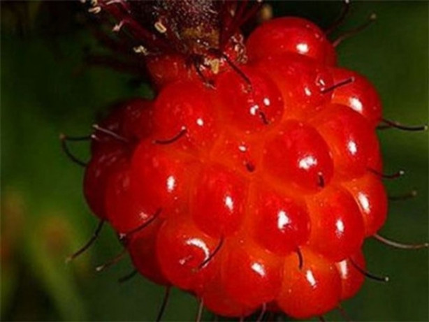 Foto - Bu meyveleri ne gördünüz ne duydunuz! 