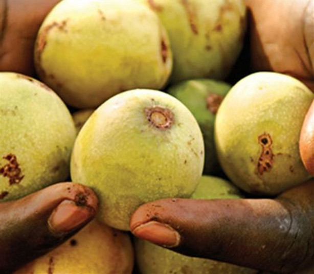 Foto - Bu meyveleri ne gördünüz ne duydunuz! 