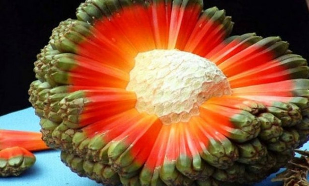 Foto - Bu meyveleri pazarlarda görmeniz imkansız!