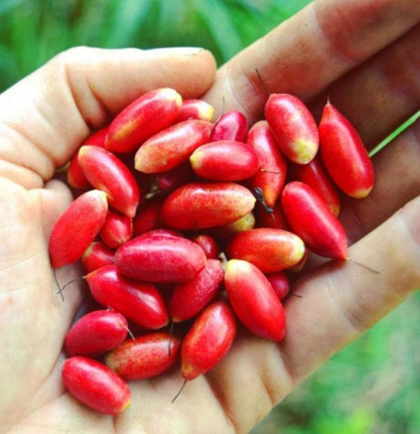 Foto - Bu meyveleri pazarlarda görmeniz imkansız!
