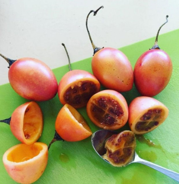 Foto - Bu meyveleri pazarlarda görmeniz imkansız!