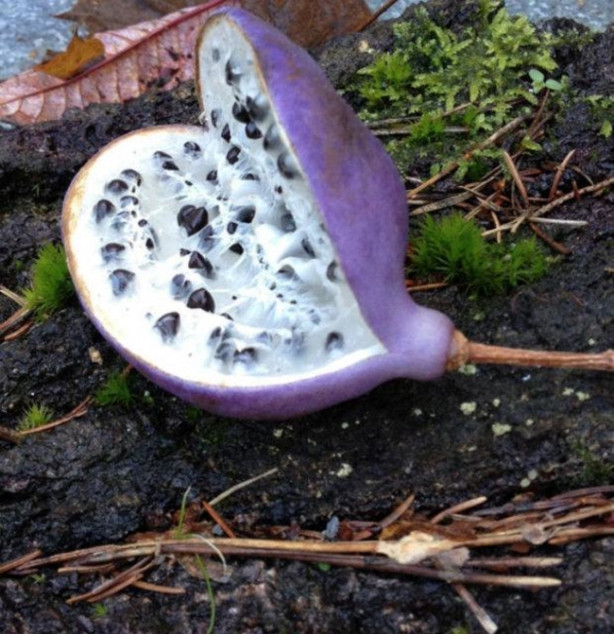 Foto - Bu meyveleri pazarlarda görmeniz imkansız!