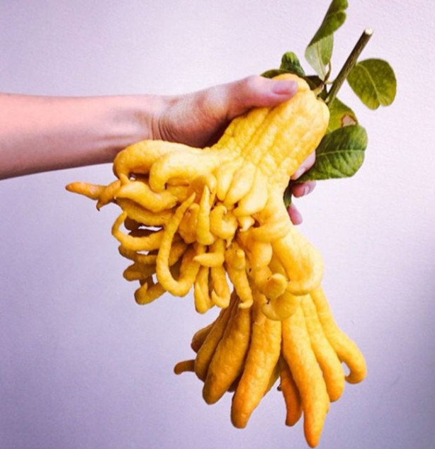 Foto - Bu meyveleri pazarlarda görmeniz imkansız!