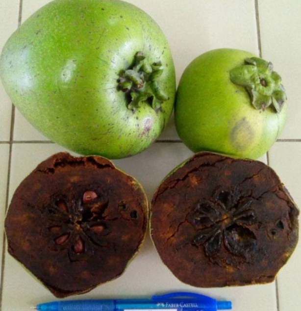 Foto - Bu meyveleri pazarlarda görmeniz imkansız!