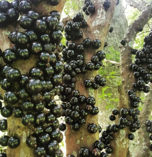 Foto - Bu meyveleri pazarlarda görmeniz imkansız!