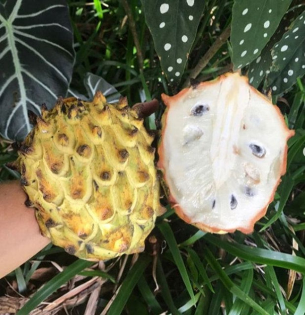 Foto - Bu meyveleri pazarlarda görmeniz imkansız!