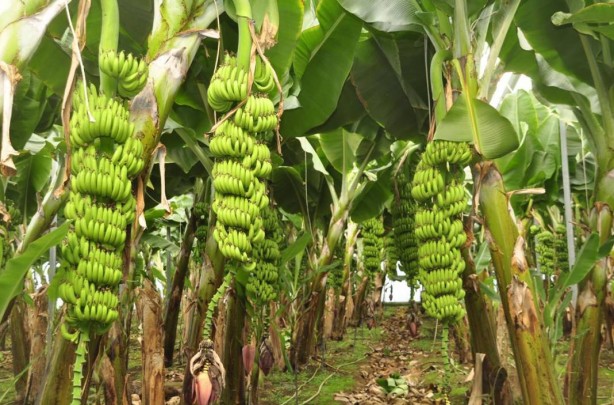 Foto - Bu meyvelerin üretimi derhal durdurulmalı: Türkiye'yi felakete sürüklüyor! Hiç kimse farkında değil, tehlike kapıda