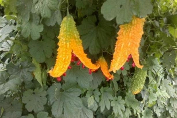 Foto - Bu meyvenin faydaları saymakla bitmiyor!