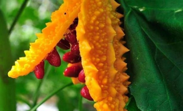 Foto - Bu meyvenin faydaları saymakla bitmiyor!