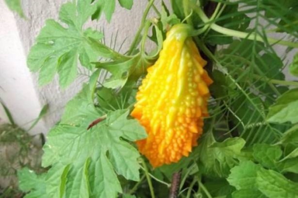 Foto - Bu meyvenin faydaları saymakla bitmiyor!