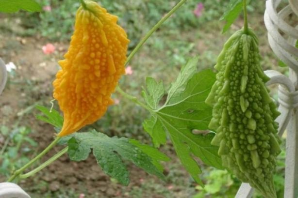 Bu meyvenin faydaları saymakla bitmiyor!