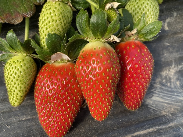 Foto - Bu meyvenin hasadı 6 ay sürüyor! Günlük 750 kilo toplanıyor