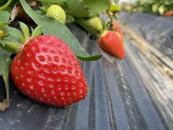 Foto - Bu meyvenin hasadı 6 ay sürüyor! Günlük 750 kilo toplanıyor