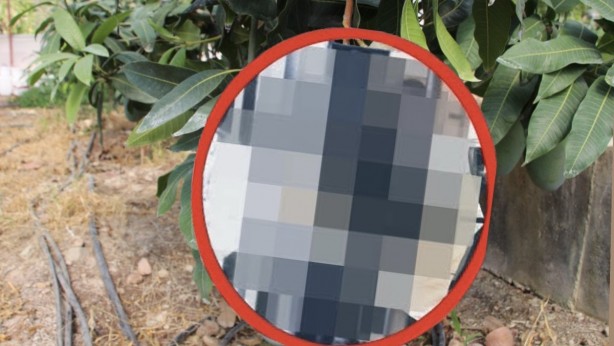 Bu meyvenin parası 7 sülalenize yeter! Tanesi bin liradan kapış kapış gidiyor! Duyan, koşa koşa fidanını alıyor