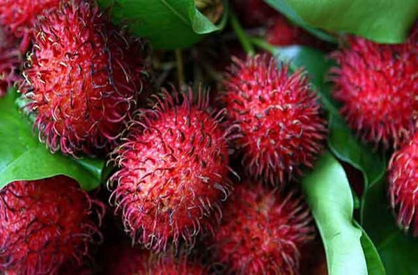 Foto - Bu meyveyi daha önce gördünüz mü? Cilde iyi geliyor!