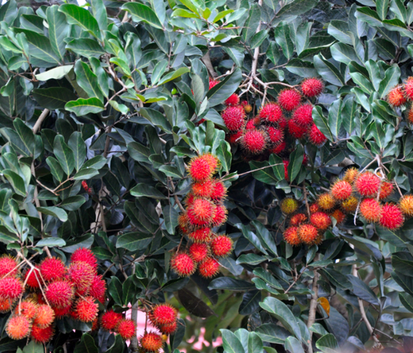 Foto - Bu meyveyi daha önce gördünüz mü? Cilde iyi geliyor!