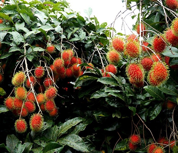 Foto - Bu meyveyi daha önce gördünüz mü? Cilde iyi geliyor!