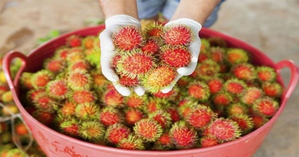 Foto - Bu meyveyi daha önce gördünüz mü? Cilde iyi geliyor!