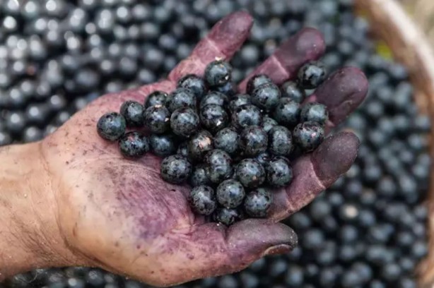 Foto - Bu meyveyi tüketenler hastane yüzü görmüyor