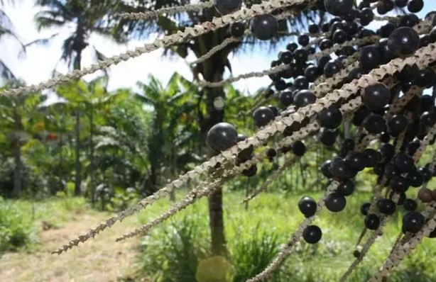 Foto - Bu meyveyi tüketenler hastane yüzü görmüyor