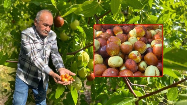 Foto - Bu meyveyi yiyen yıllarca doktor yüzü görmüyor! Çok az kişinin bildiği acayip bir şey! Zıpkın gibi, fişek gibi, demir gibi yapıyor