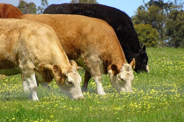 Foto - Bu mutasyon ilk kez Türkiye'de ortaya çıktı! Binlerce yıllık olay... Bilim insanları çaresiz kaldı