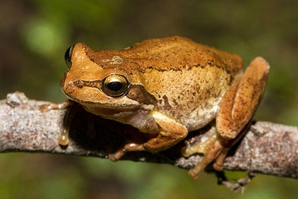 Foto - Bu mutasyon ilk kez Türkiye'de ortaya çıktı! Binlerce yıllık olay... Bilim insanları çaresiz kaldı