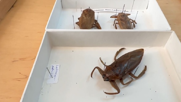 Foto - Bu müzeye girmek bazılarını ürkütüyor