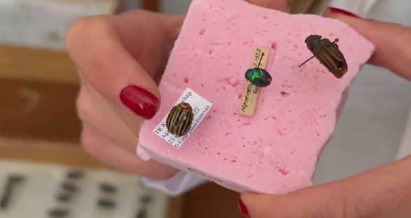 Foto - Bu müzeye girmek bazılarını ürkütüyor