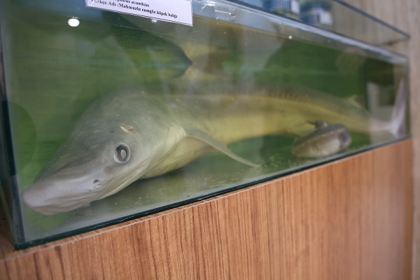 Foto - Bu müzeye ilgi çok yoğun