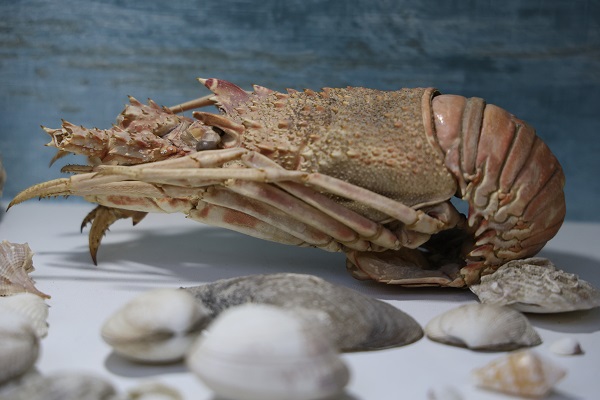 Foto - Bu müzeye ilgi çok yoğun