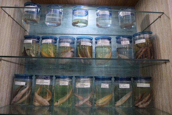 Foto - Bu müzeye ilgi çok yoğun