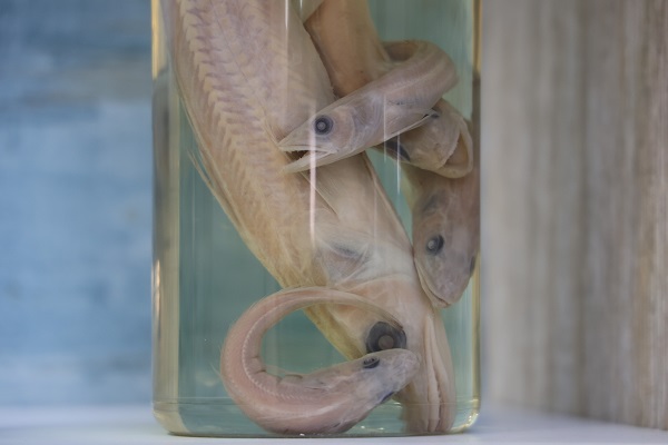 Foto - Bu müzeye ilgi çok yoğun