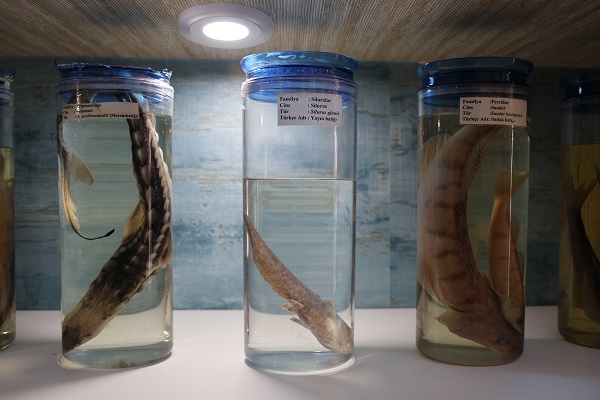 Foto - Bu müzeye ilgi çok yoğun