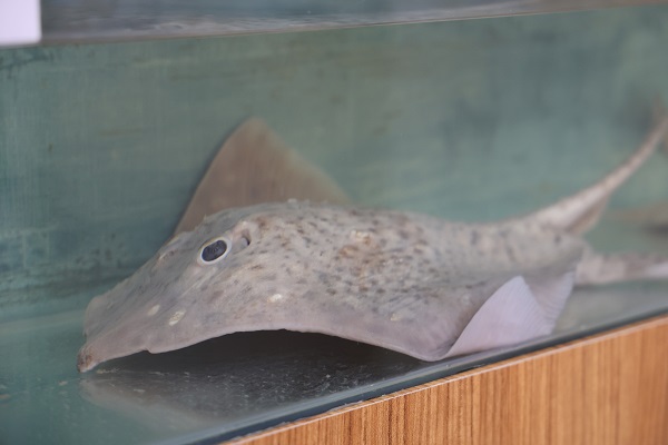 Foto - Bu müzeye ilgi çok yoğun