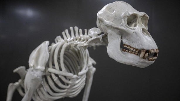 Foto - Bu müzeyi ıskalamayın, gören şok oldu! Milyonlarca yıllık fosiller sergilenecek