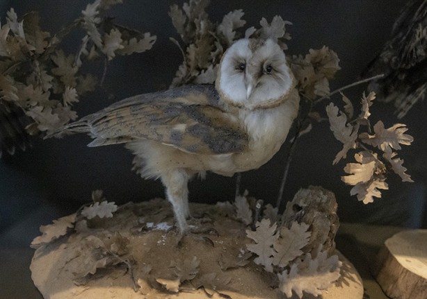 Foto - Bu müzeyi ıskalamayın, gören şok oldu! Milyonlarca yıllık fosiller sergilenecek