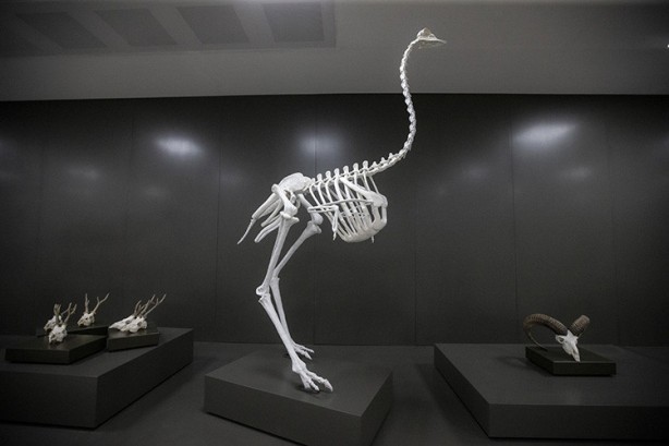 Foto - Bu müzeyi ıskalamayın, gören şok oldu! Milyonlarca yıllık fosiller sergilenecek