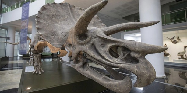 Bu müzeyi ıskalamayın, gören şok oldu! Milyonlarca yıllık fosiller sergilenecek